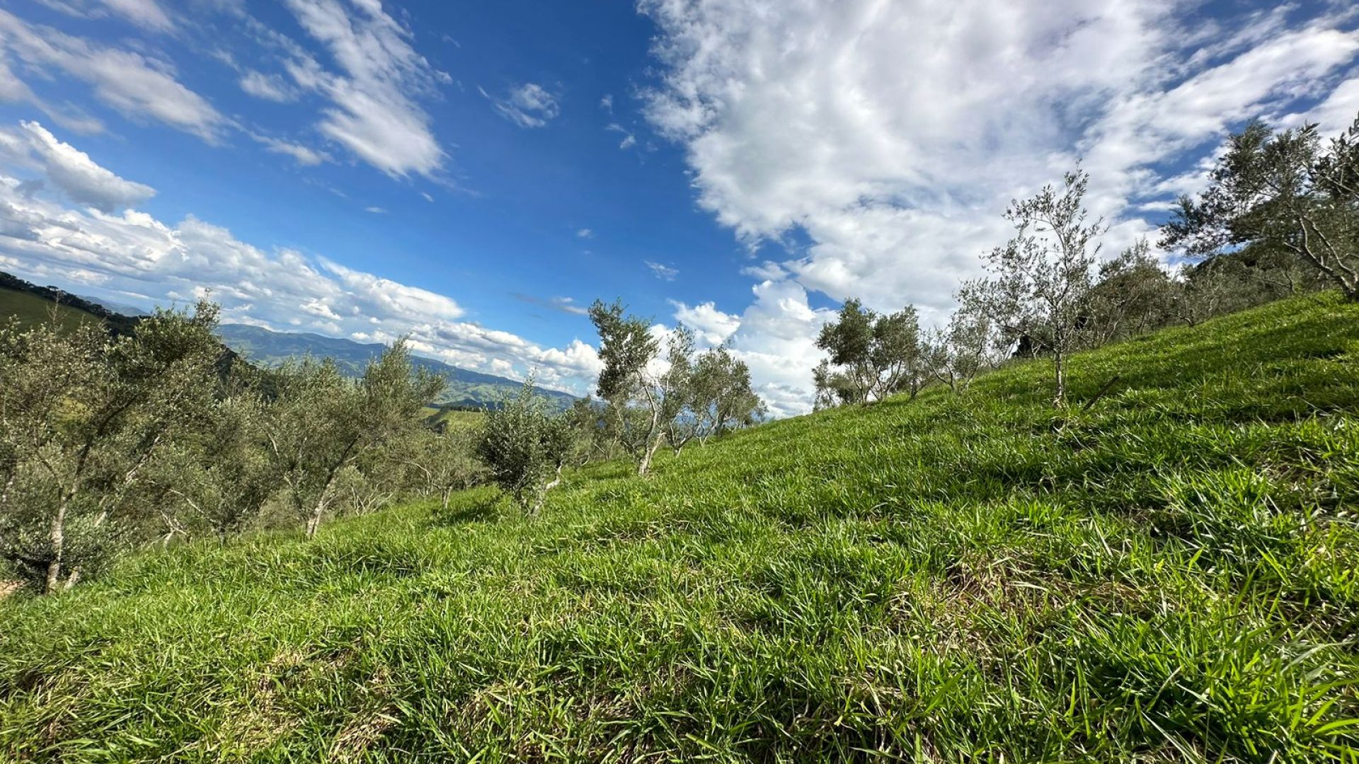 sitio com oliveiras a venda na serra da mantiqueira no sul de minas, azeite a venda, sitio a venda no sul de minas, olival a venda, silva corretor de imóveis (66)