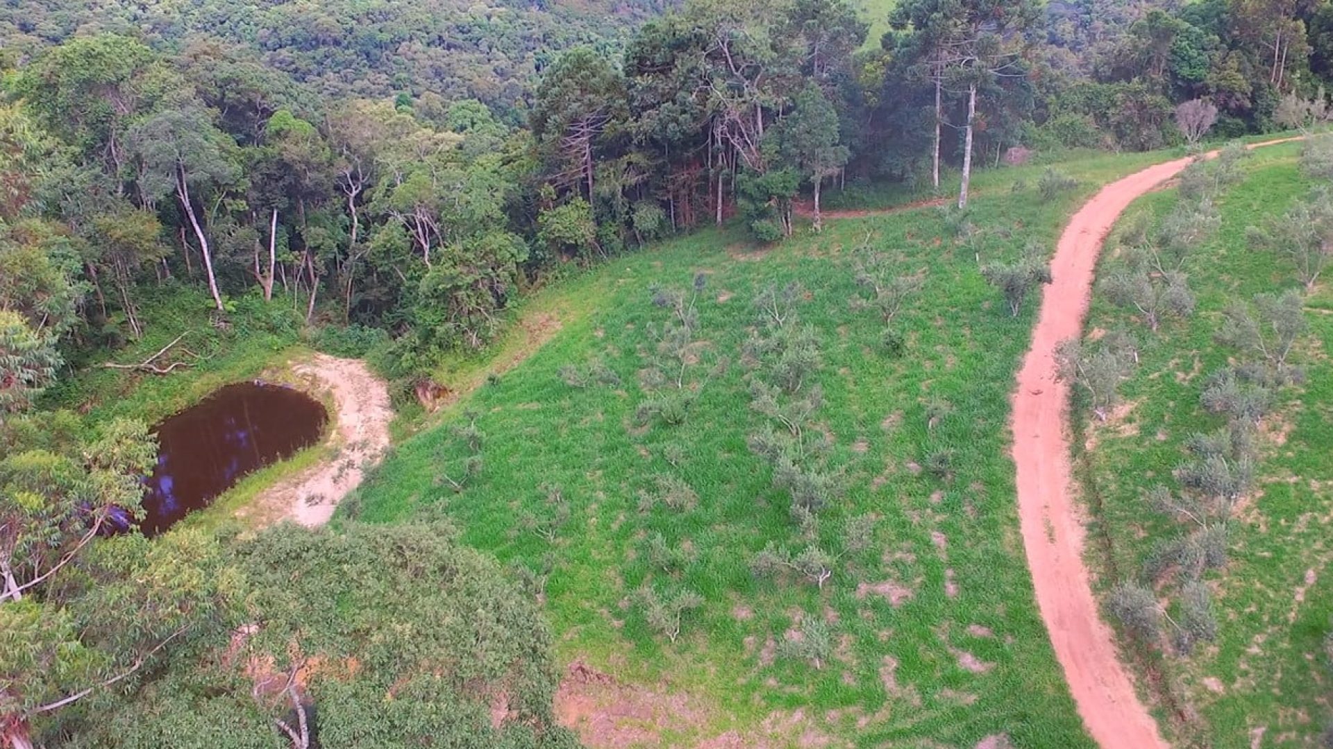 sitio com oliveiras a venda na serra da mantiqueira no sul de minas, azeite a venda, sitio a venda no sul de minas, olival a venda, silva corretor de imóveis (7)