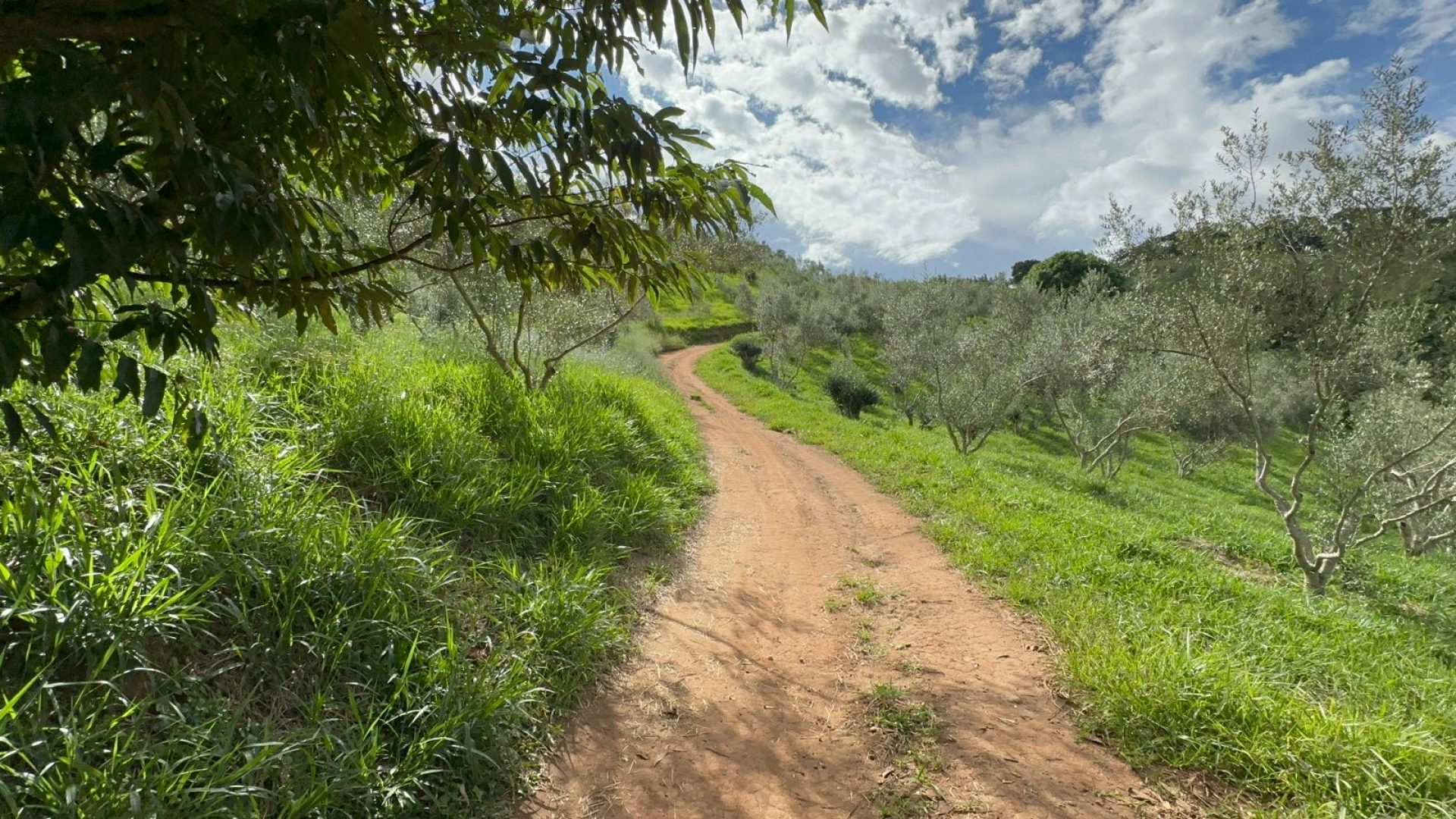 sitio com oliveiras a venda na serra da mantiqueira no sul de minas, azeite a venda, sitio a venda no sul de minas, olival a venda, silva corretor de imóveis (70)