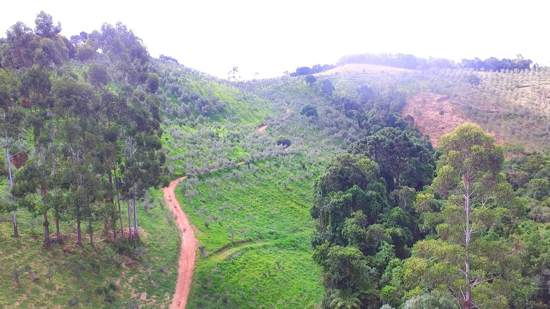 sitio com oliveiras a venda na serra da mantiqueira no sul de minas, azeite a venda, sitio a venda no sul de minas, olival a venda, silva corretor de imóveis (8)