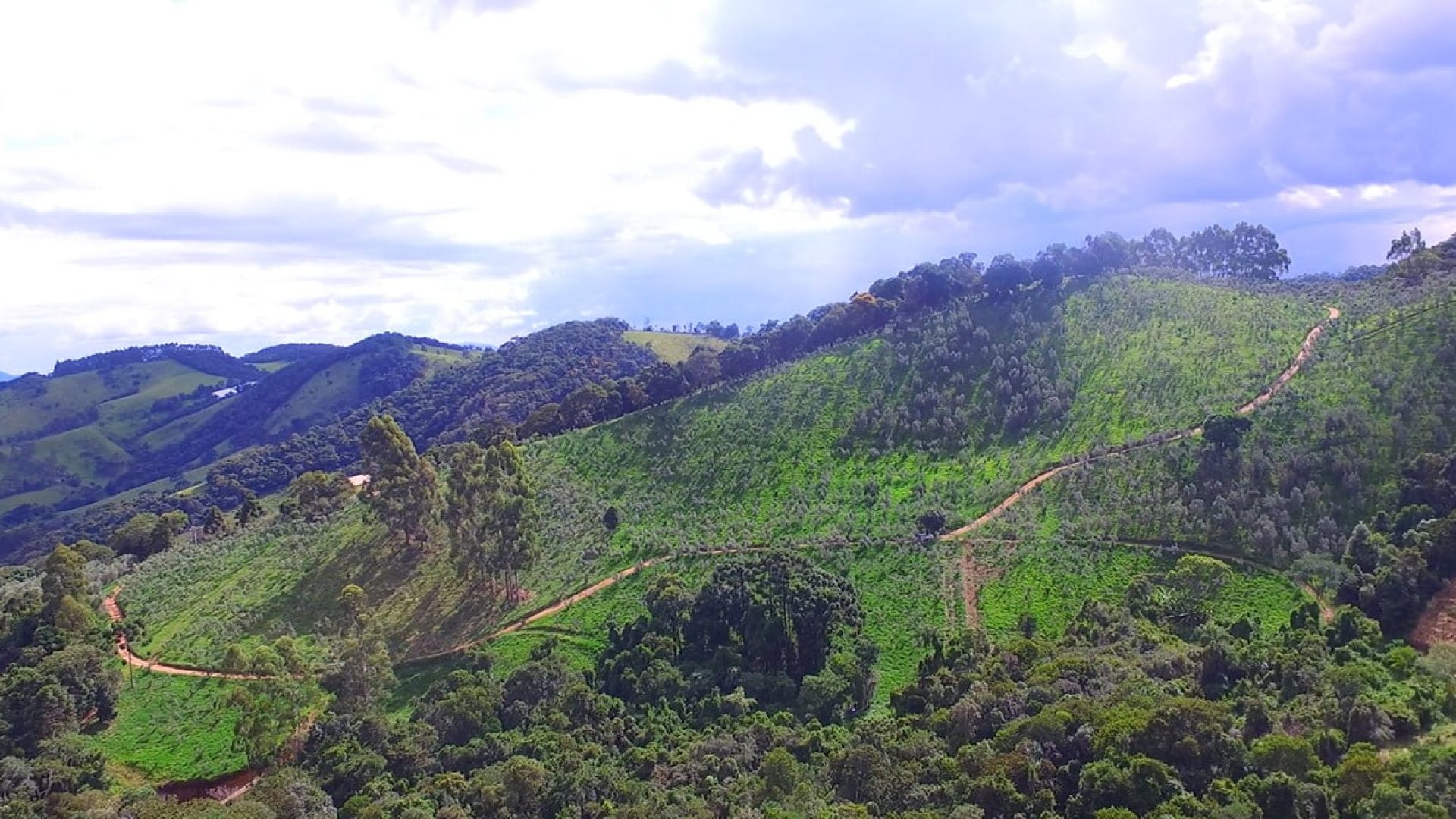 sitio com oliveiras a venda na serra da mantiqueira no sul de minas, azeite a venda, sitio a venda no sul de minas, olival a venda, silva corretor de imóveis (9)