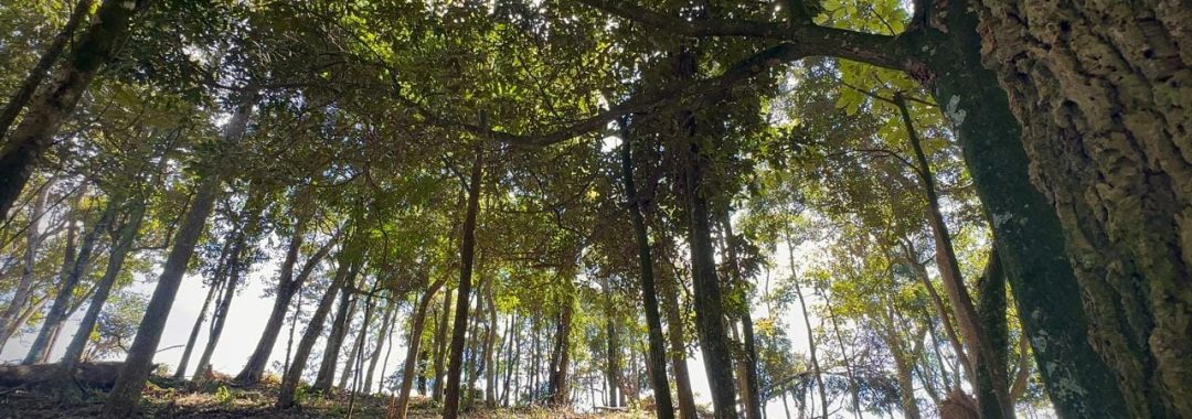 sitio-da-fe-terreno-rural-27-880-m² (8)