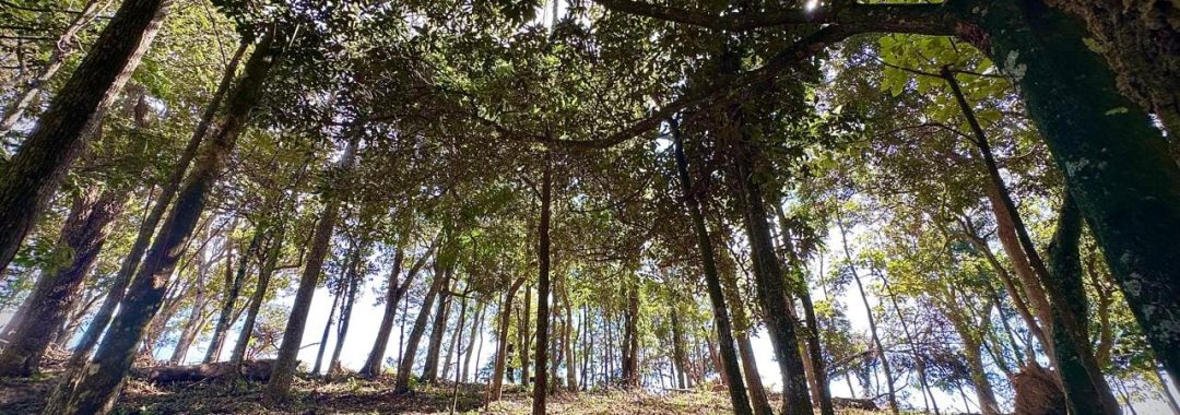 sitio-da-fe-terreno-rural-27-880-m² (9)