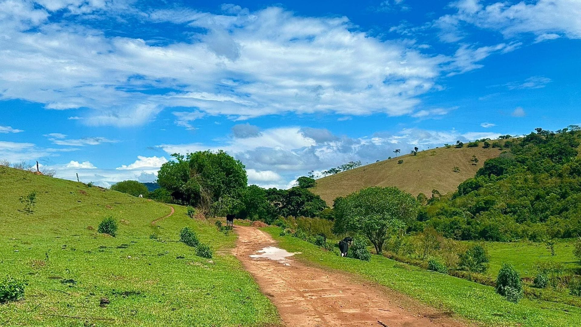 sitio-de-10-alqueires-a-venda-na-regiao-da-cidade-de-cambui-com-excelente-topografia-e-acesso (3)