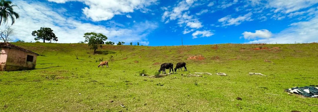 sitio-de-10-alqueires-a-venda-na-regiao-da-cidade-de-cambui-com-excelente-topografia-e-acesso (4)