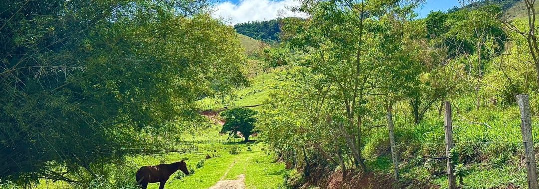 sitio-de-10-alqueires-a-venda-na-regiao-da-cidade-de-cambui-com-excelente-topografia-e-acesso (5)