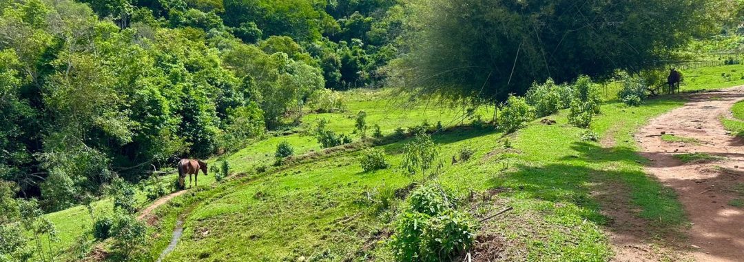 sitio-de-10-alqueires-a-venda-na-regiao-da-cidade-de-cambui-com-excelente-topografia-e-acesso (8)