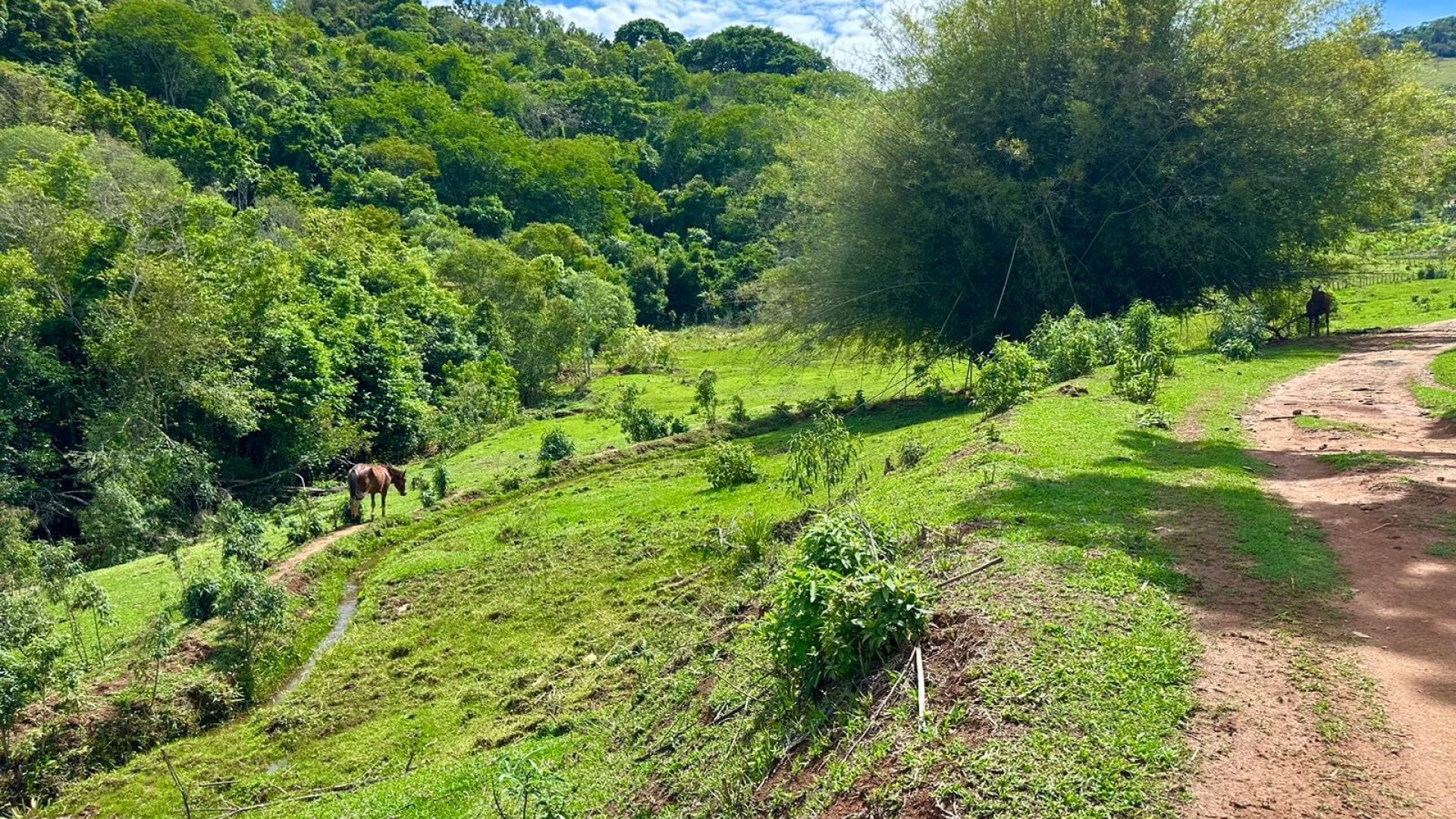 sitio-de-10-alqueires-a-venda-na-regiao-da-cidade-de-cambui-com-excelente-topografia-e-acesso (8)