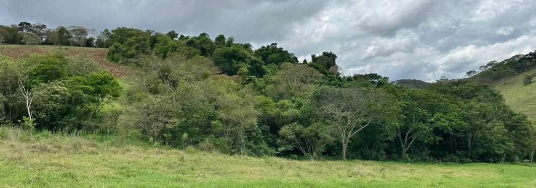 sitio-de-10-alqueires-no-sul-de-mg-com-casa-simples-riacho-e-area-verde-a-2h-de-sao-paulo (10)