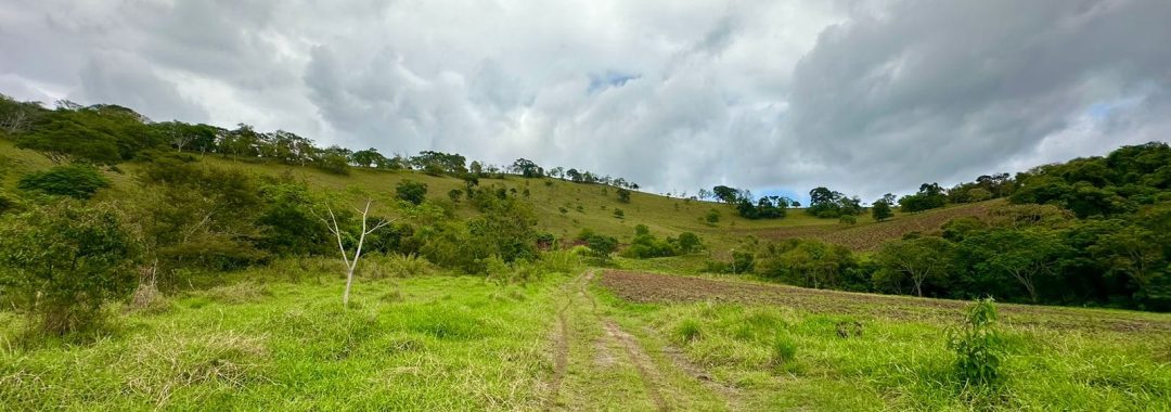 sitio-de-10-alqueires-no-sul-de-mg-com-casa-simples-riacho-e-area-verde-a-2h-de-sao-paulo (5)