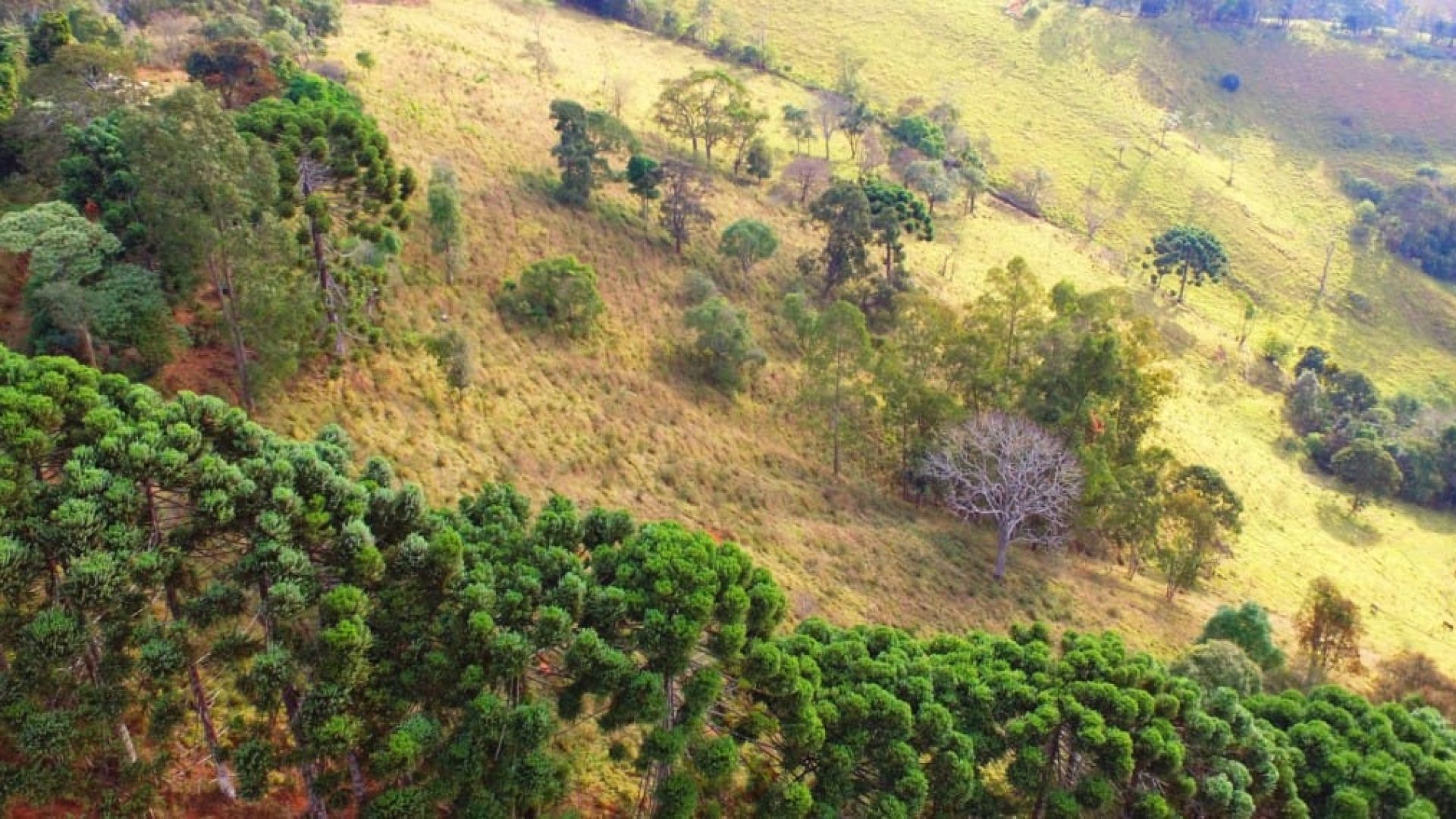 terreno-de-20-000-m²-a-1-550m-de-altitude-com-vista-panoramica-ideal-para-chales-na-ser (7)