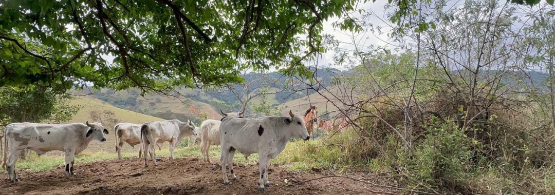 terreno-rural-de-100-000m²-corrego-do-bom-jesus-mg-serra-da-mantiqueira (11)