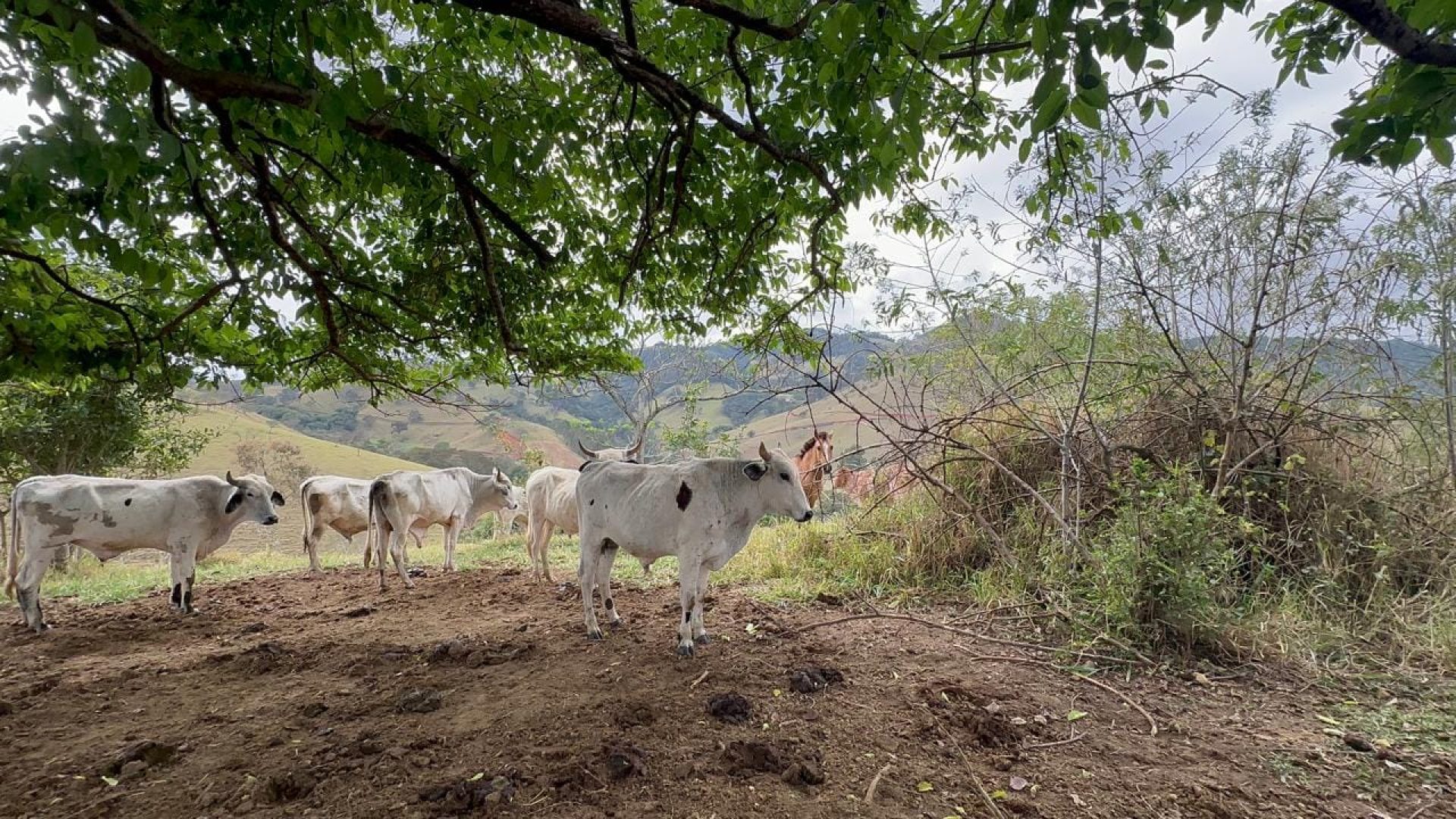 terreno-rural-de-100-000m²-corrego-do-bom-jesus-mg-serra-da-mantiqueira (11)