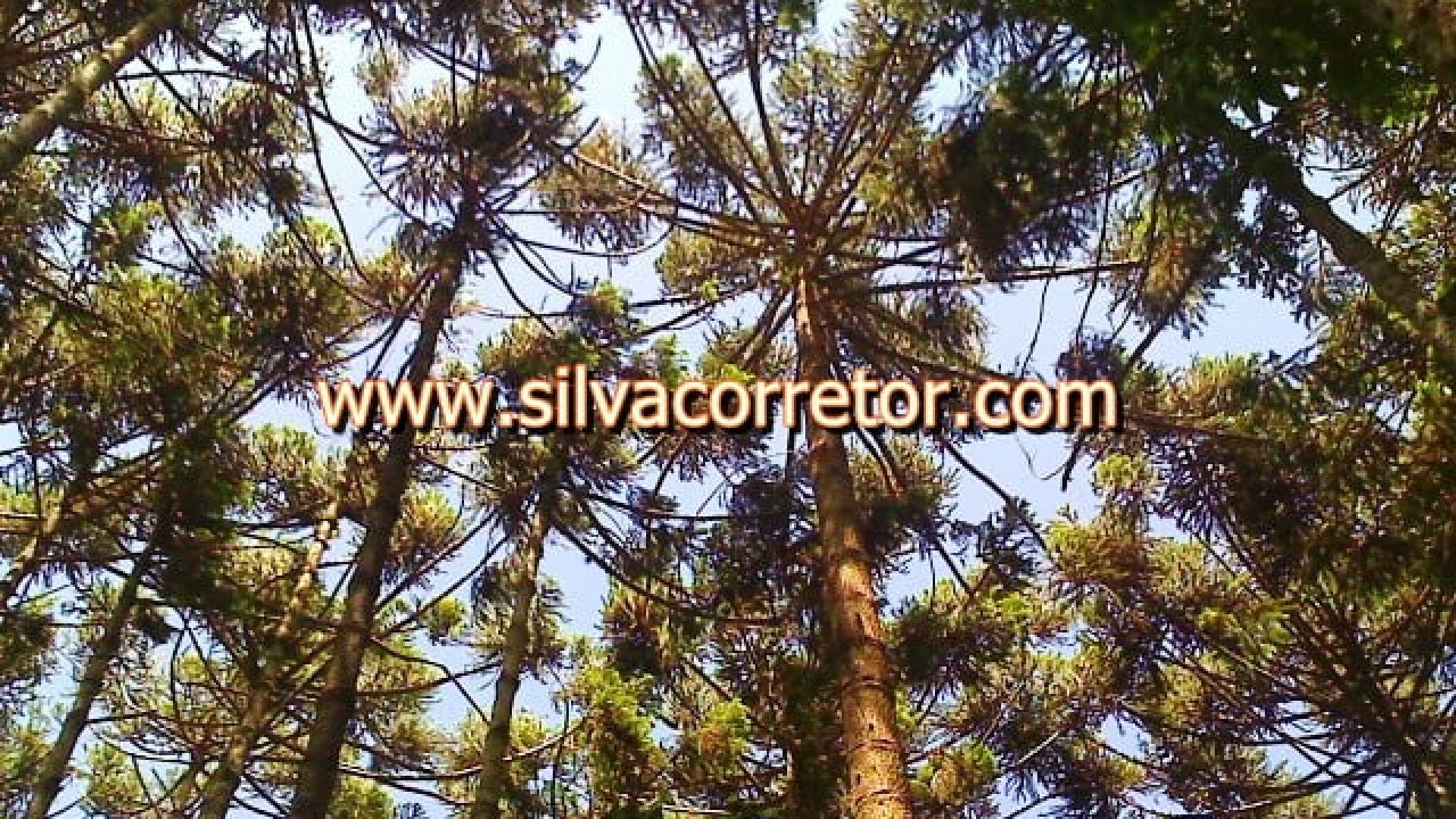 terreno-rural-de-27-000-m-em-cambui-mg-com-bosque-de-araucarias-1