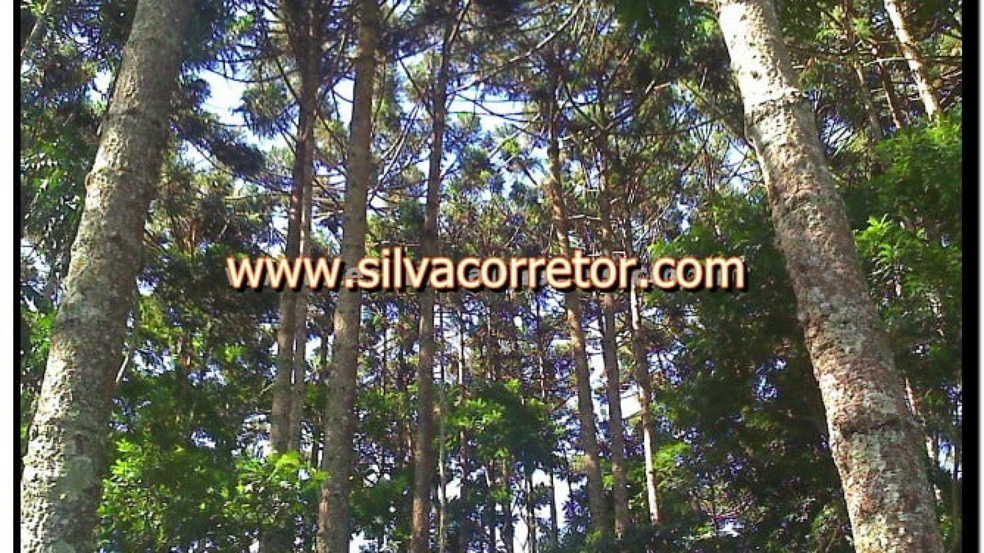 terreno-rural-de-27-000-m-em-cambui-mg-com-bosque-de-araucarias-2