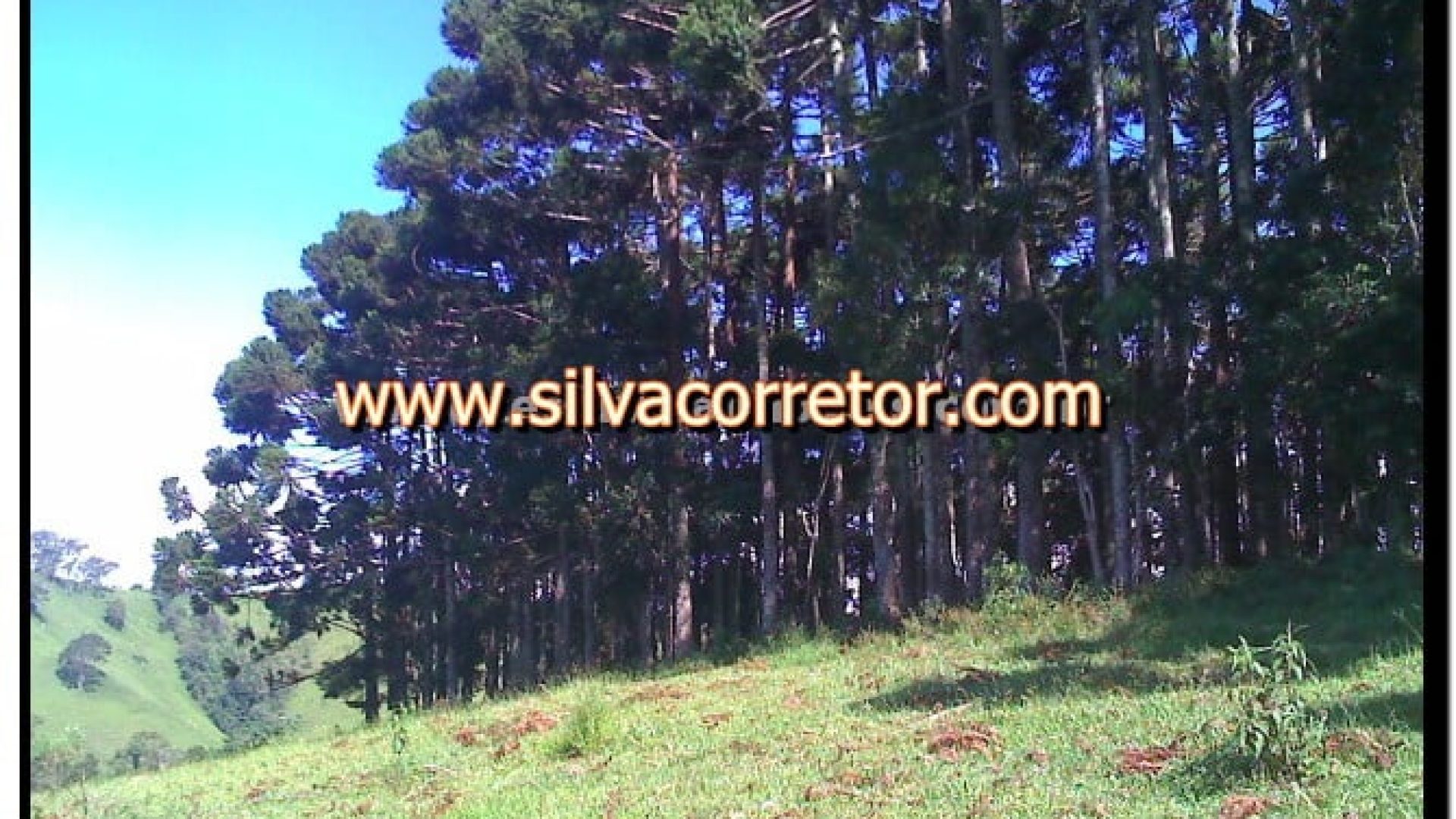 terreno-rural-de-27-000-m-em-cambui-mg-com-bosque-de-araucarias-6