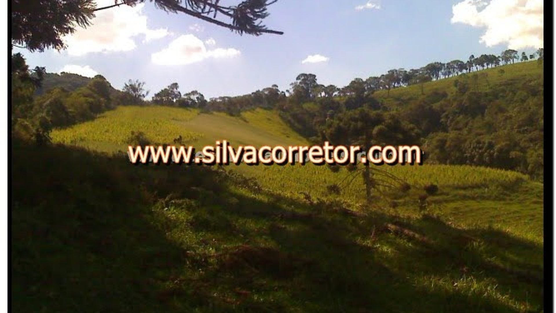 terreno-rural-de-27-000-m-em-cambui-mg-com-bosque-de-araucarias-9