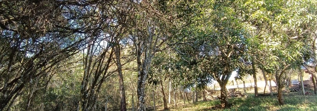 terreno-urbano-à-venda-em-cambui-mg (11)