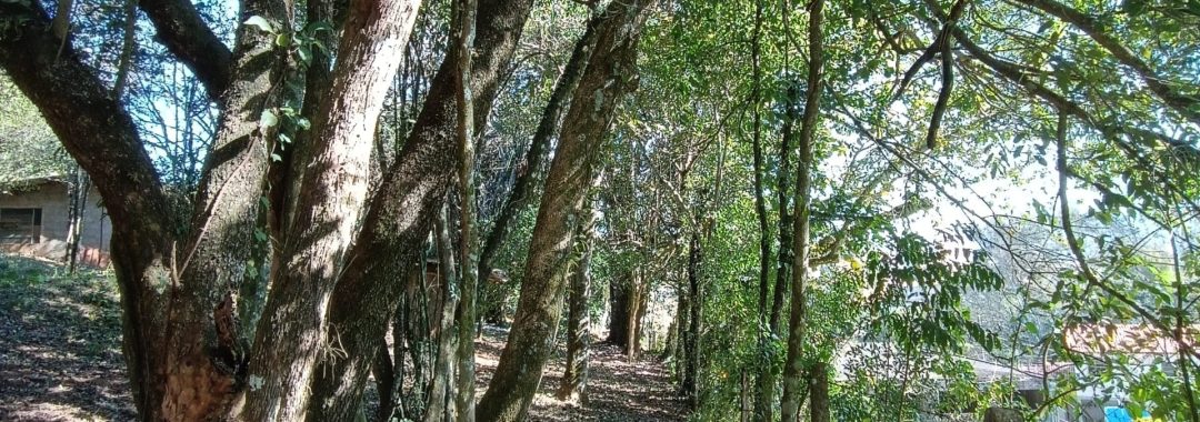 terreno-urbano-à-venda-em-cambui-mg (12)