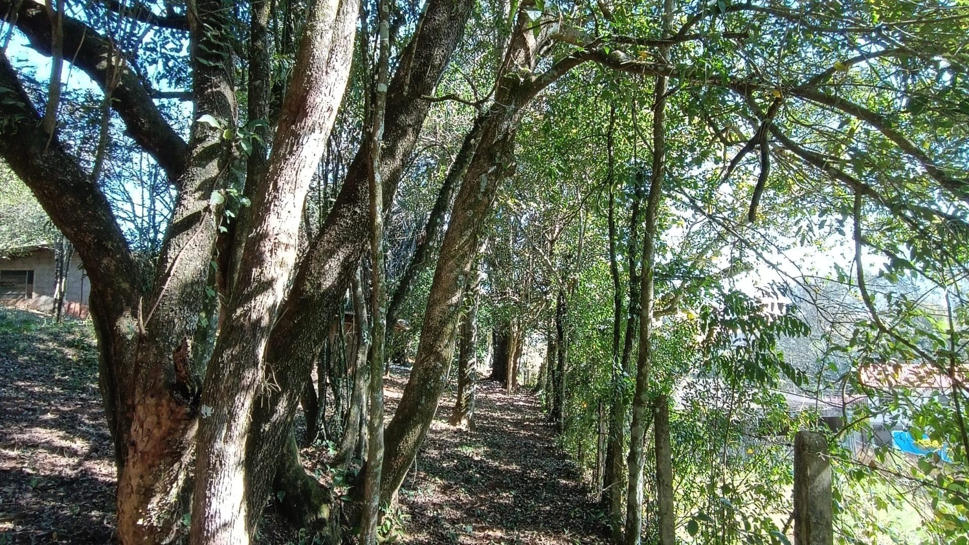 terreno-urbano-à-venda-em-cambui-mg (12)